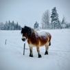 Zweden Winter Nieuw 2